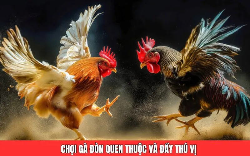 Chọi gà đòn quen thuộc và đầy thú vị