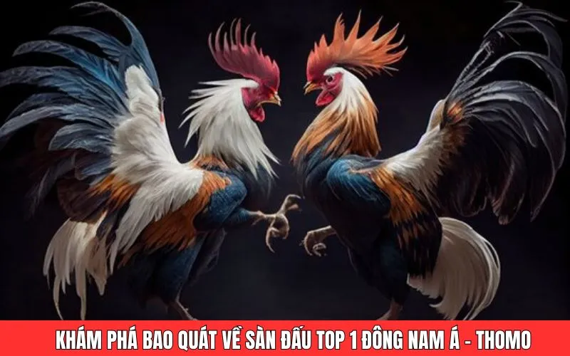 Khám phá bao quát về sàn đấu top 1 Đông Nam Á - Thomo